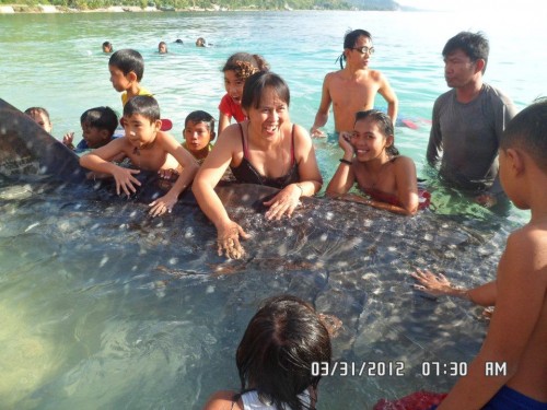 Riding Whale Sharks in Oslob