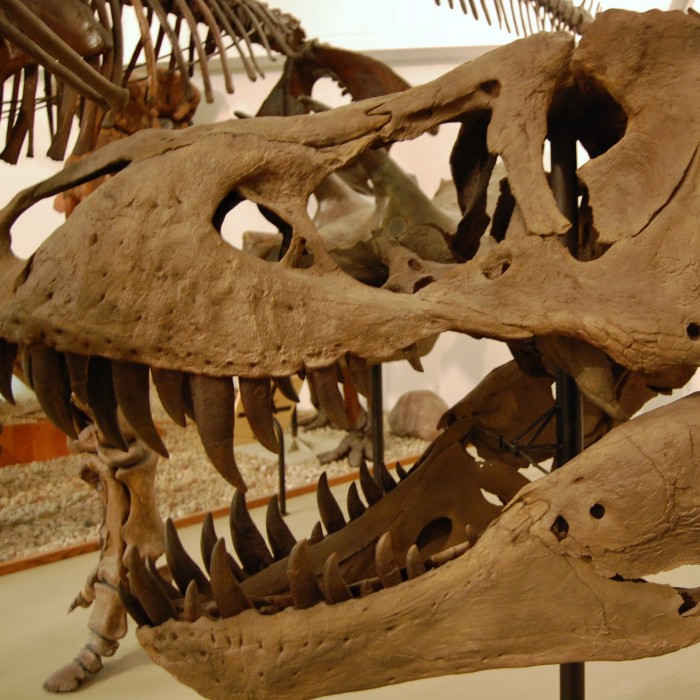 Dinosaurs and Ice-Age Mammals At University of Wisconsin Geology Museum ...