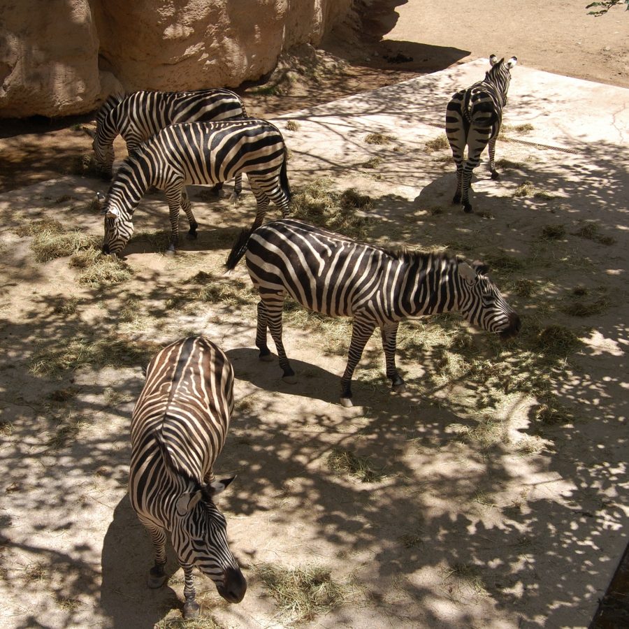 Albuquerque BioPark Zoo is Small But Beautiful | Brain Contour