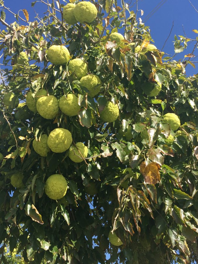 The Tree That Bears Yellow-Green Tennis Ball Fruits | Brain Contour